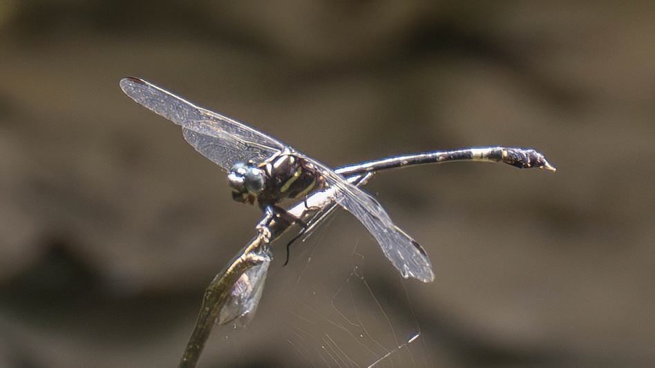 Phyllogomphoides bifasciatus (Two-striped Leaftail) male.jpg